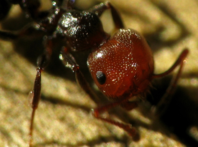 Crematogaster S. con parassiti ??